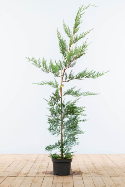Cupressocyparis leylandii 125-150 cm - Kruka