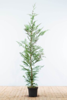 Cupressocyparis leylandii 150-175 cm - Kruka