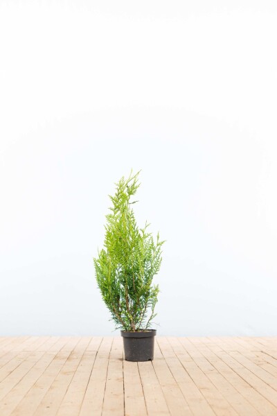 Thuja plicata 'Atrovirens' 60-80 cm - Kruka