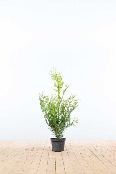 Thuja plicata 'Atrovirens' 80-100 cm - Kruka