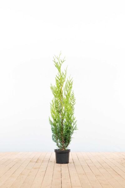 Thuja plicata 'Atrovirens' 100-125 cm - Kruka