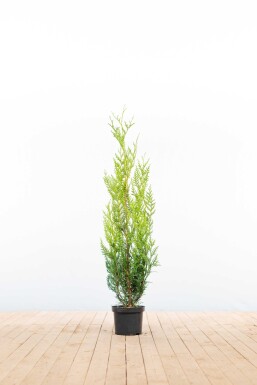 Thuja plicata 'Atrovirens' 100-125 cm - Kruka
