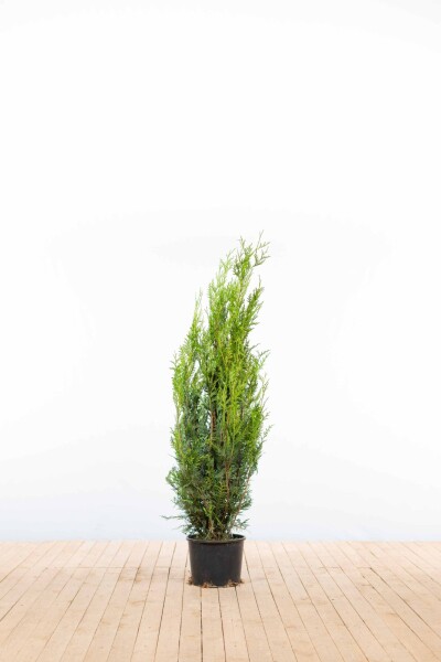 Thuja plicata 'Atrovirens' 125-150 cm - Kruka