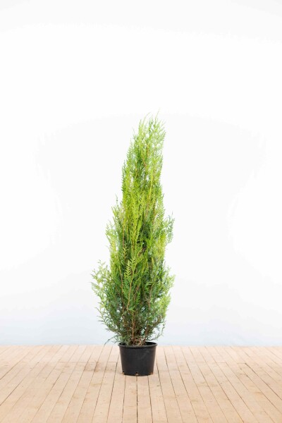 Thuja plicata 'Atrovirens' 150-175 cm - Kruka