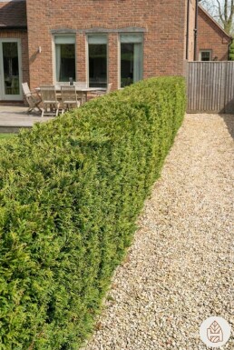 Thuja plicata 'Atrovirens' 175-200 cm - Kruka