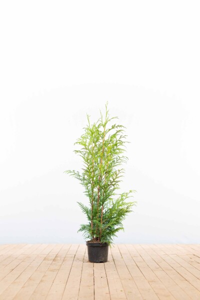 Thuja plicata 'Excelsa' 80-100 cm - Kruka