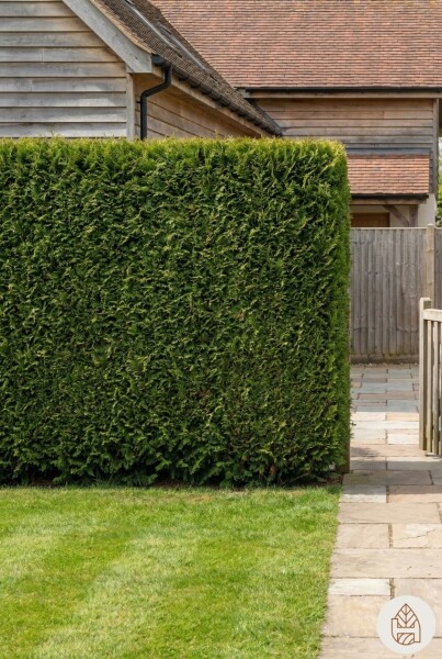 Thuja plicata 'Excelsa' 80-100 cm - Kruka