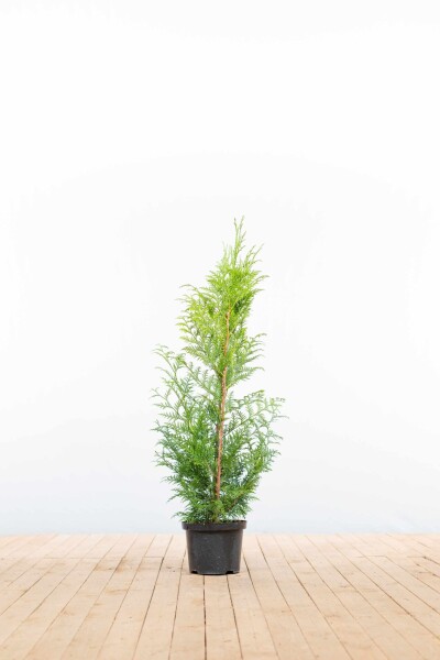 Thuja plicata 'Excelsa' 100-125 cm - Kruka