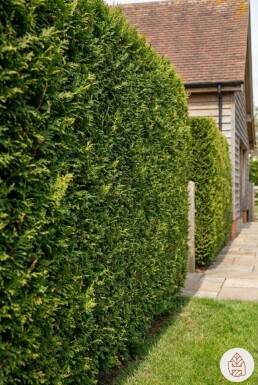 Thuja plicata 'Excelsa' 175-200 cm - Kruka