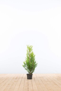Thuja plicata 'Martin' 60-80 cm - Kruka