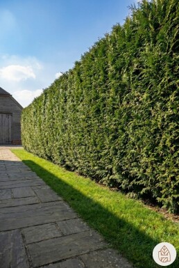 Thuja plicata 'Martin' 60-80 cm - Kruka