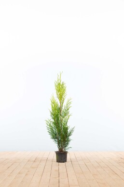Thuja plicata 'Martin' 80-100 cm - Kruka