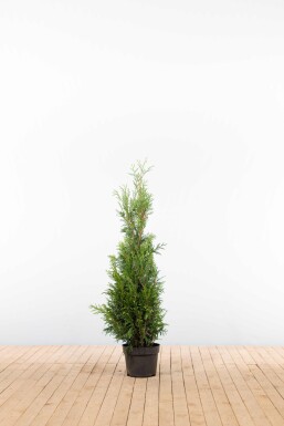Thuja plicata 'Martin' 100-125 cm - Kruka