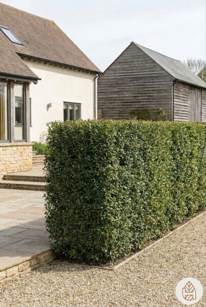 Osmanthus × burkwoodii 40-60 cm - Kruka