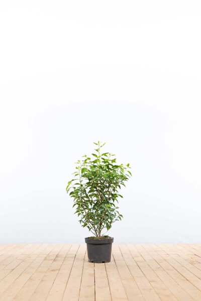 Prunus lusitanica 'Angustifolia' 60-80 cm - Kruka