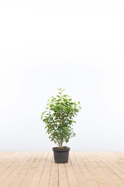 Prunus lusitanica 'Angustifolia' 60-80 cm - Kruka