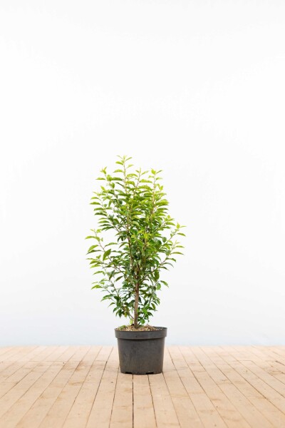 Prunus lusitanica 'Angustifolia' 80-100 cm - Kruka