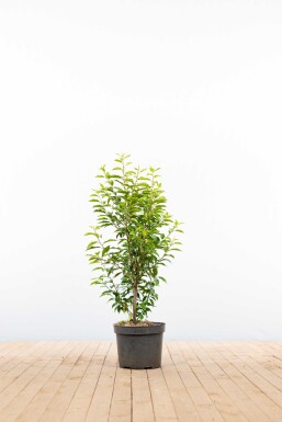 Prunus lusitanica 'Angustifolia' 80-100 cm - Kruka