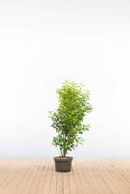 Prunus lusitanica 'Angustifolia' 100-125 cm - Kruka