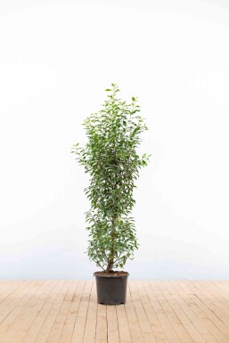 Prunus lusitanica 'Angustifolia' 125-150 cm - Kruka