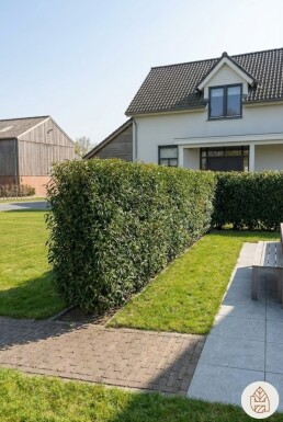 Prunus lusitanica 'Angustifolia' 125-150 cm - Kruka