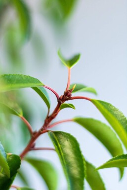 Prunus lusitanica 'Angustifolia' 125-150 cm - Kruka