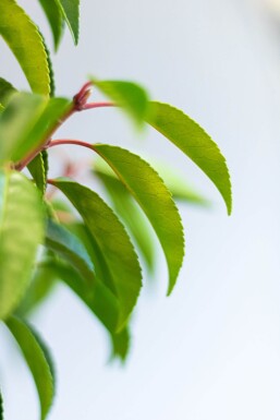 Prunus lusitanica 'Angustifolia' 125-150 cm - Kruka