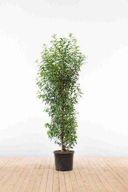 Prunus lusitanica 'Angustifolia' 150-175 cm - Kruka