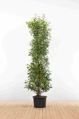 Prunus lusitanica 'Angustifolia' 175-200 cm - Kruka