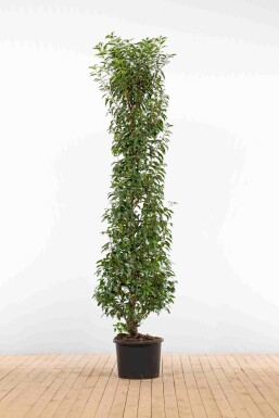 Prunus lusitanica 'Angustifolia' 200-225 cm - Kruka