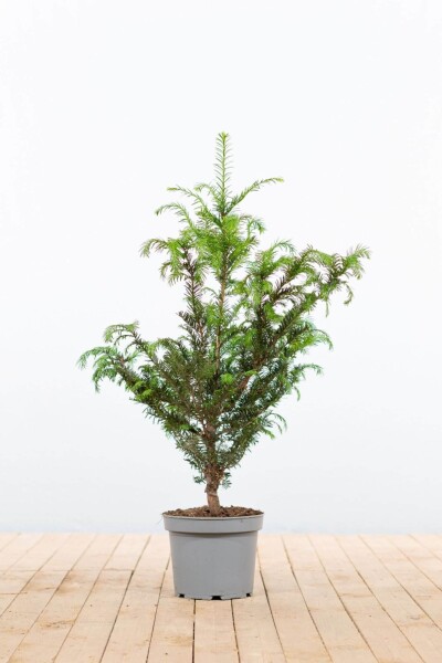 Taxus baccata 60-80 cm - Kruka