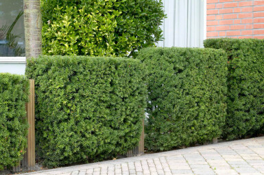 Taxus baccata 60-80 cm - Kruka