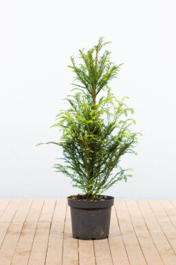 Taxus baccata 80-100 cm - Kruka