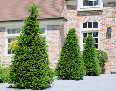 Taxus baccata 80-100 cm - Kruka
