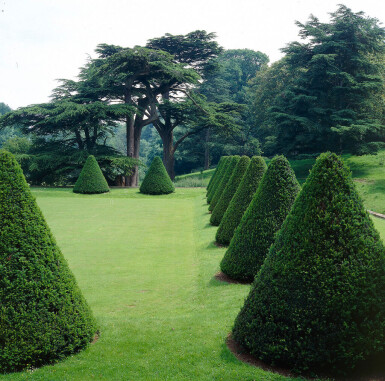 Taxus baccata 80-100 cm - Kruka