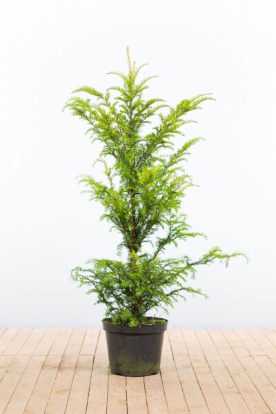 Taxus baccata 100-120 cm - Kruka