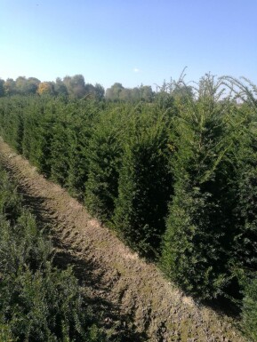 Taxus baccata 100-120 cm - Kruka
