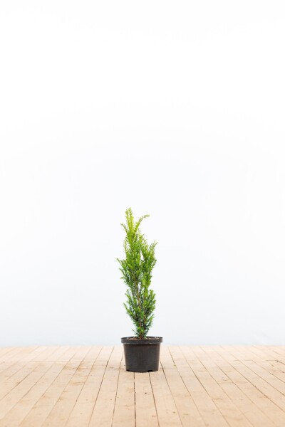 Taxus × media 'Hillii' 60-80 cm - Kruka