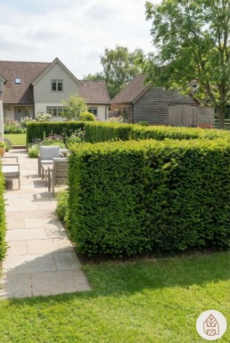 Taxus × media 'Hillii' 60-80 cm - Kruka