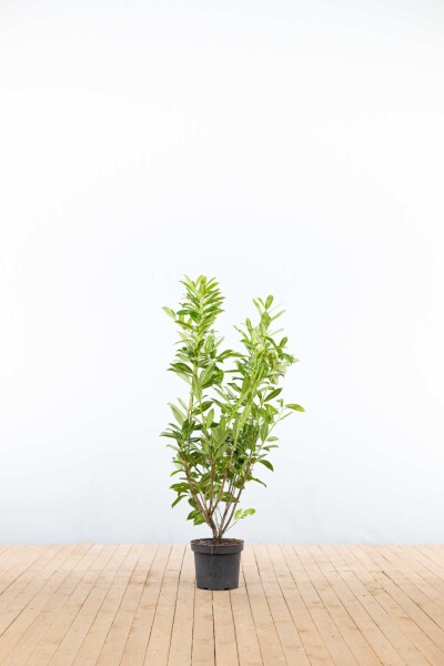 Prunus laurocerasus 'Caucasica' 100-125 cm - Kruka