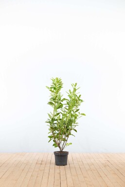 Prunus laurocerasus 'Caucasica' 100-125 cm - Kruka