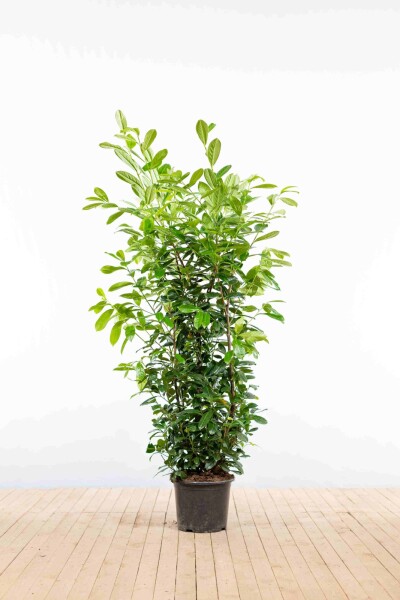 Prunus laurocerasus 'Novita' 150-175 cm - Kruka