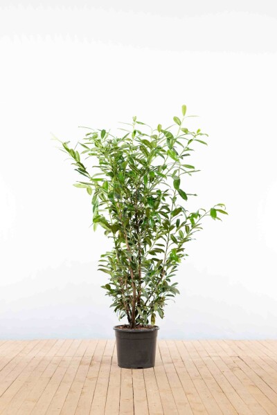 Prunus laurocerasus 'Caucasica' 125-150 cm - Kruka