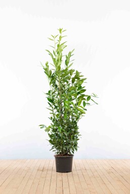 Prunus laurocerasus 'Caucasica' 150-175 cm - Kruka