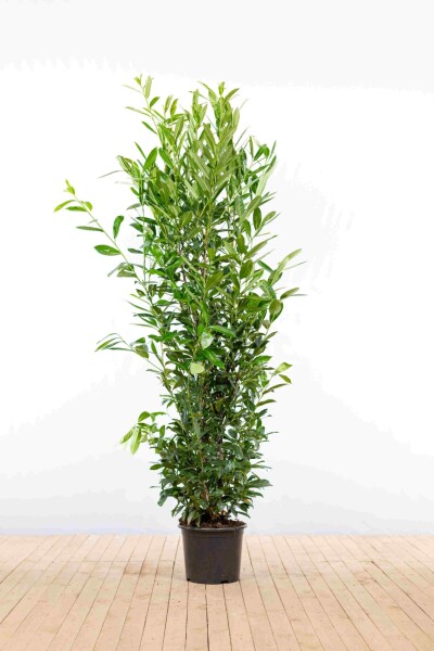 Prunus laurocerasus 'Caucasica' 175-200 cm - Kruka