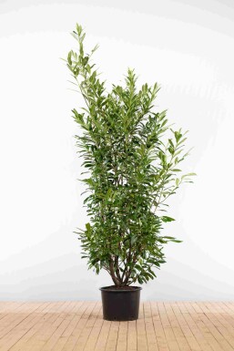 Prunus laurocerasus 'Caucasica' 200-225 cm - Kruka