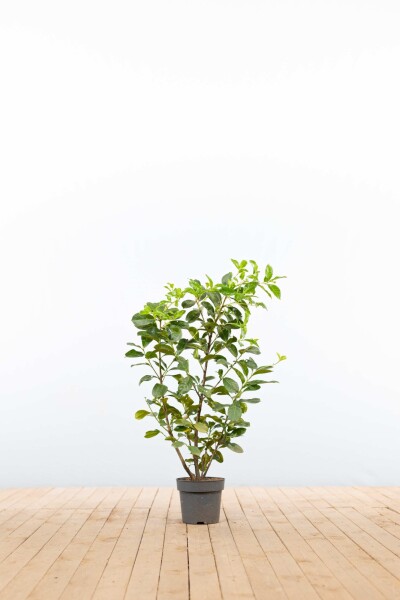 Prunus laurocerasus 'Etna' 80-100 cm - Kruka