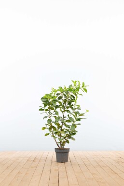 Prunus laurocerasus 'Etna' 80-100 cm - Kruka