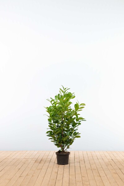 Prunus laurocerasus 'Etna' 100-125 cm - Kruka