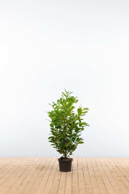 Prunus laurocerasus 'Etna' 100-125 cm - Kruka